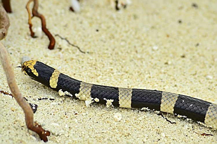 Nouvelle Calédonie Nouméa Phare Amédée Tricot Rayé