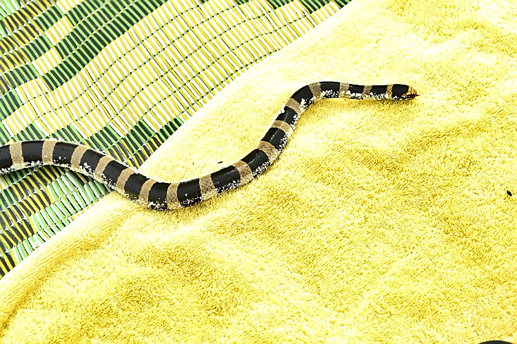 Nouvelle Calédonie Nouméa Phare Amédée Tricot Rayé