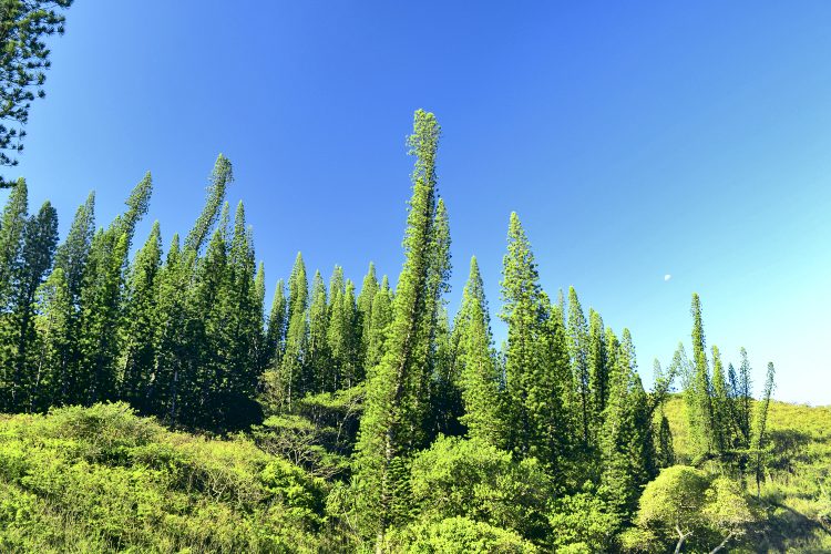 Nouvelle Calédonie Poé Bourail Baie des Tortues Lagon