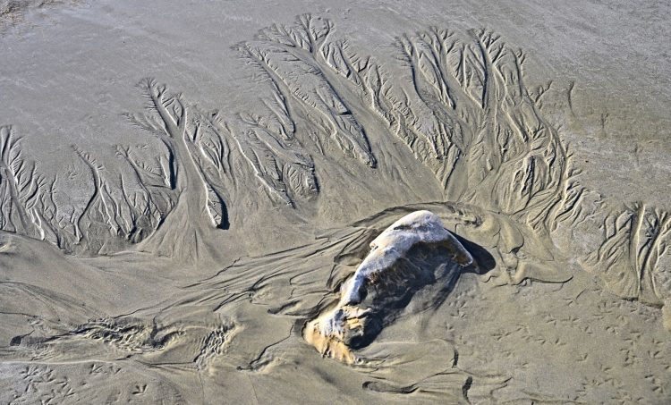 Île d'Oléron Mer Maumusson Gatseau Bois flotté Reflets Sable