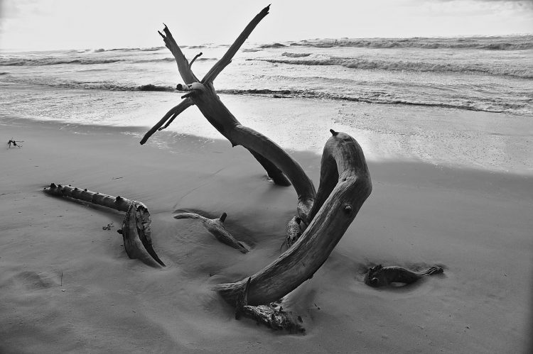 Île d'Oléron Mer Maumusson Gatseau Bois flotté Reflets Sable