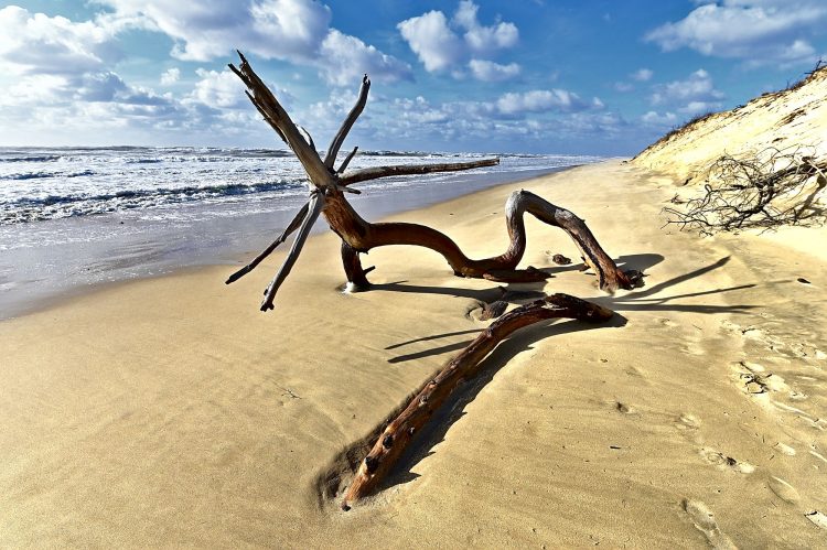Île d'Oléron Mer Maumusson Gatseau Bois flotté Reflets Sable