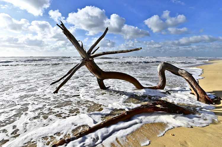 Île d'Oléron Mer Maumusson Gatseau Bois flotté Reflets Sable