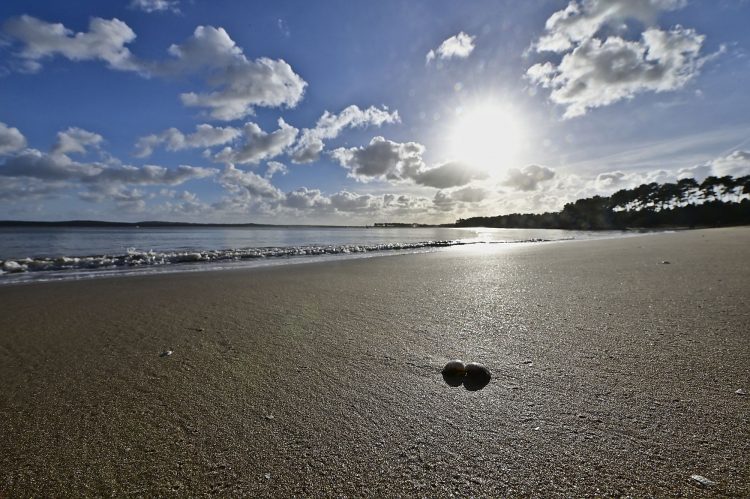 Île d'Oléron Mer Maumusson Gatseau Bois flotté Reflets Sable
