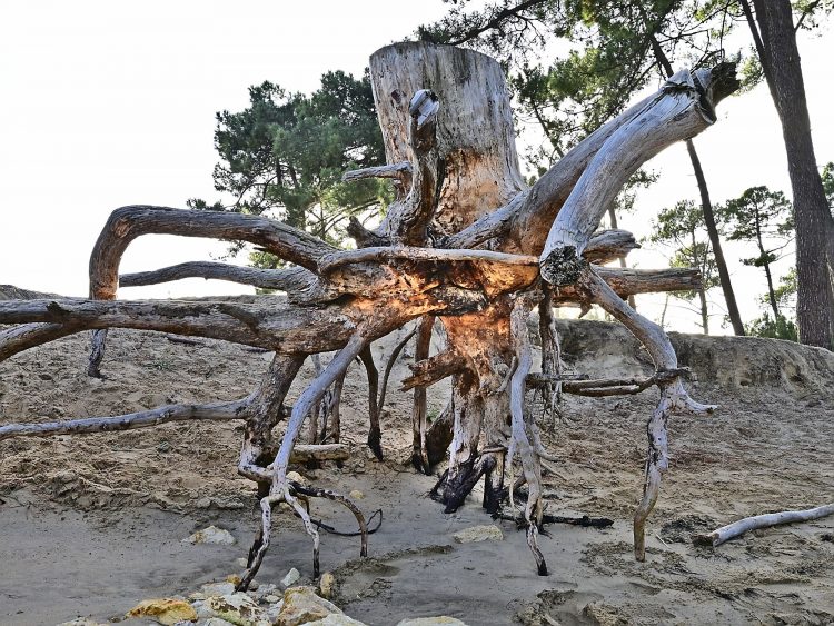 Île d'Oléron Mer Maumusson Gatseau Bois flotté Reflets Sable