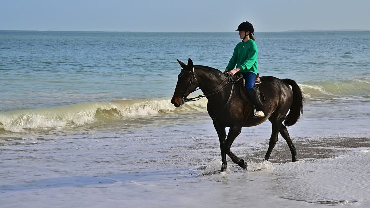 Equitation Plage Foulerot Île d'Oléron Galop Trot Balade Cheval