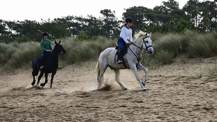 Equitation Plage Foulerot Île d'Oléron Galop Trot Balade Cheval
