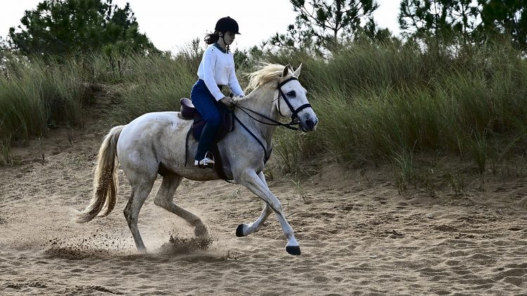 Equitation Plage Foulerot Île d'Oléron Galop Trot Balade Cheval