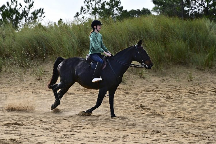 Equitation Plage Foulerot Île d'Oléron Galop Trot Balade Cheval