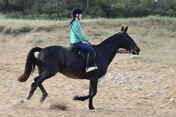 Equitation Plage Foulerot Île d'Oléron Galop Trot Balade Cheval
