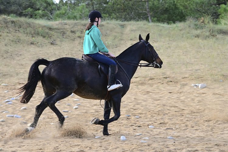 Equitation Plage Foulerot Île d'Oléron Galop Trot Balade Cheval