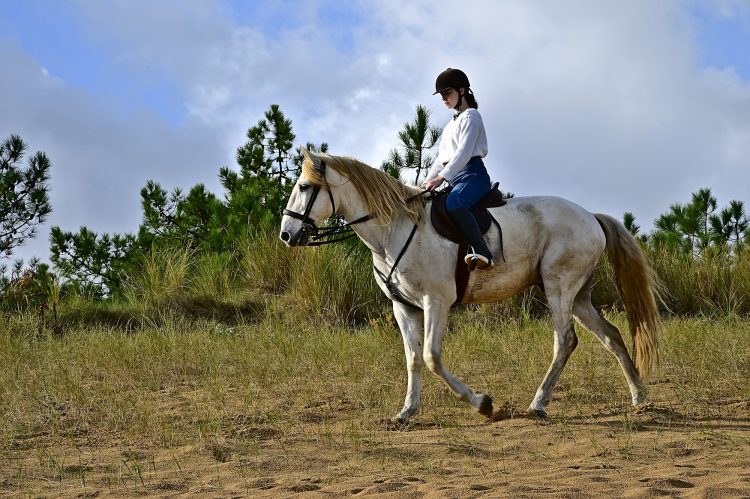Equitation Plage Foulerot Île d'Oléron Galop Trot Balade Cheval