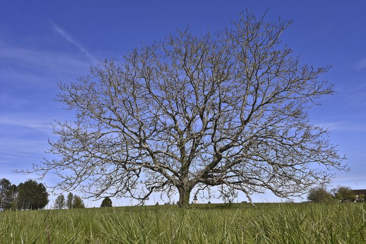 Arbre Saisons Journée Météo Nuit d'été Hiver Printemps Neige Givre