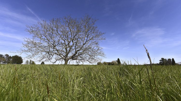 Arbre Saisons Journée Météo Nuit d'été Hiver Printemps Neige Givre