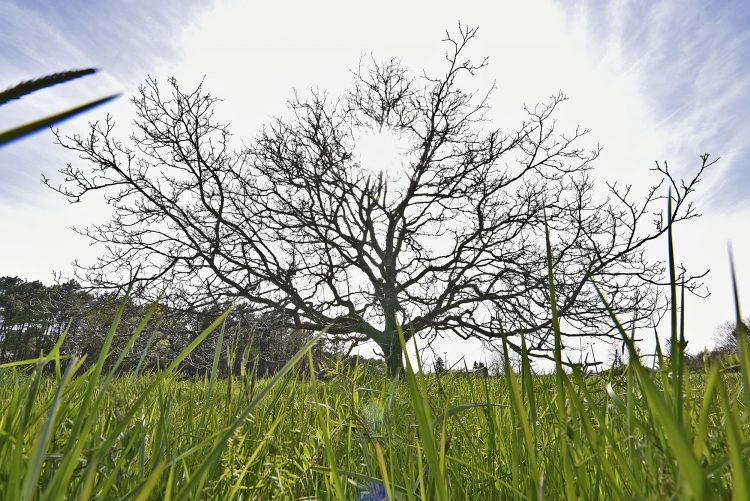 Arbre Saisons Journée Météo Nuit d'été Hiver Printemps Neige Givre