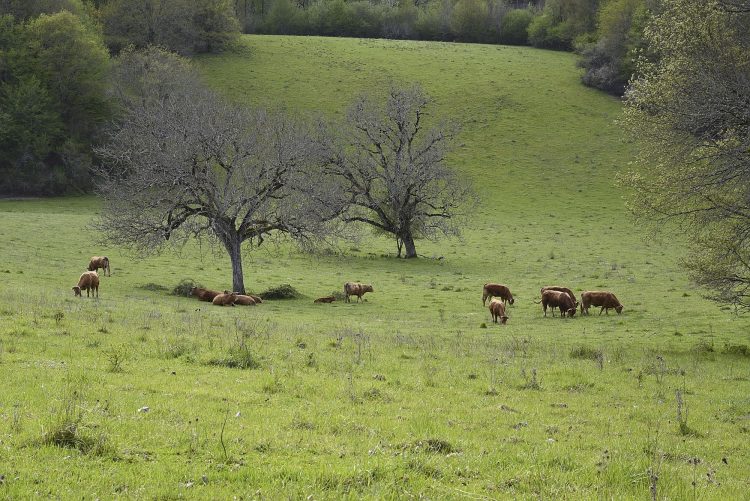 Arbre Saisons Journée Météo Nuit d'été Hiver Printemps Neige Givre