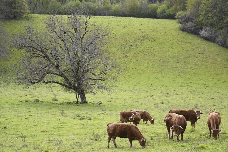 Arbre Saisons Journée Météo Nuit d'été Hiver Printemps Neige Givre