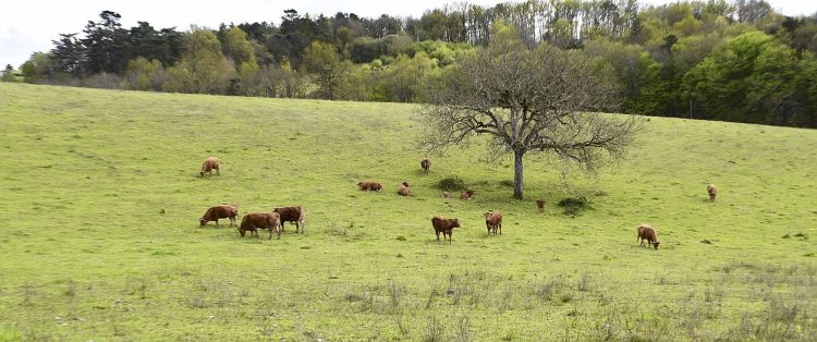 Arbre Saisons Journée Météo Nuit d'été Hiver Printemps Neige Givre