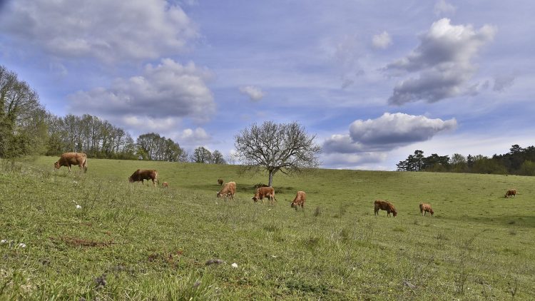 Arbre Saisons Journée Météo Nuit d'été Hiver Printemps Neige Givre