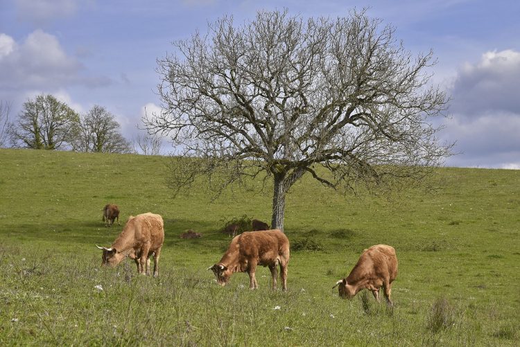 Arbre Saisons Journée Météo Nuit d'été Hiver Printemps Neige Givre