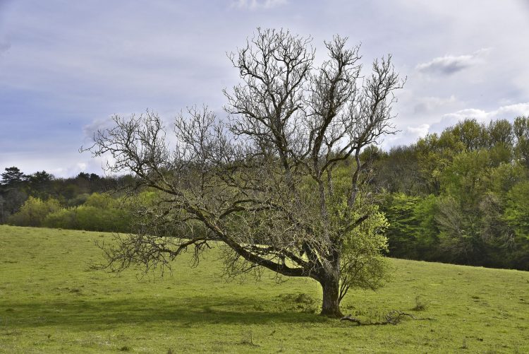 Arbre Saisons Journée Météo Nuit d'été Hiver Printemps Neige Givre