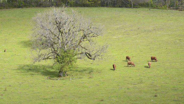 Arbre Saisons Journée Météo Nuit d'été Hiver Printemps Neige Givre