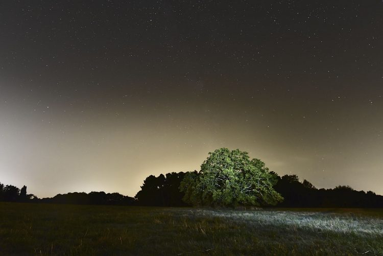 Arbre Saisons Journée Météo Nuit d'été Hiver Printemps Neige Givre