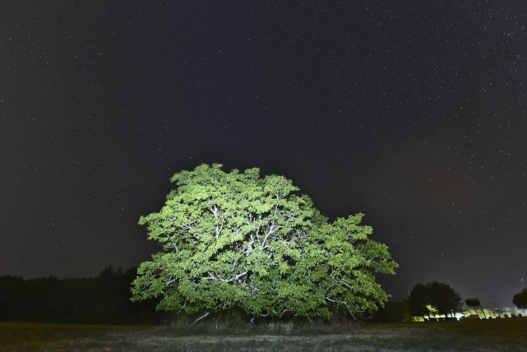 Arbre Saisons Journée Météo Nuit d'été Hiver Printemps Neige Givre