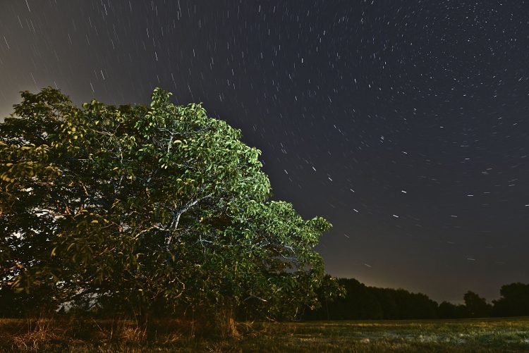 Arbre Saisons Journée Météo Nuit d'été Hiver Printemps Neige Givre