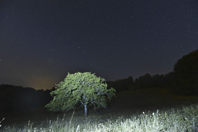 Arbre Saisons Journée Météo Nuit d'été Hiver Printemps Neige Givre