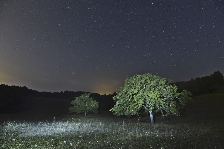 Arbre Saisons Journée Météo Nuit d'été Hiver Printemps Neige Givre