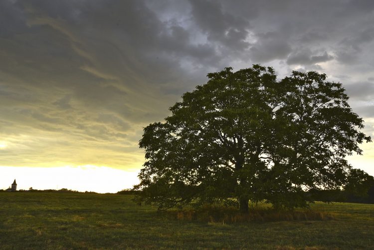 Arbre Saisons Journée Météo Nuit d'été Hiver Printemps Neige Givre