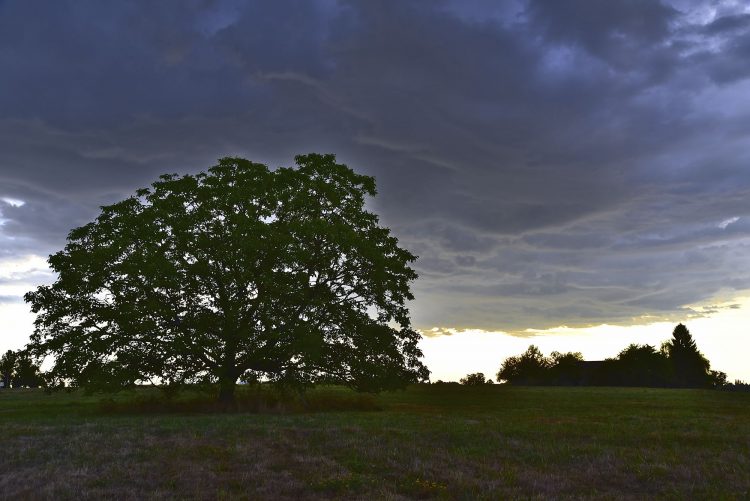 Arbre Saisons Journée Météo Nuit d'été Hiver Printemps Neige Givre