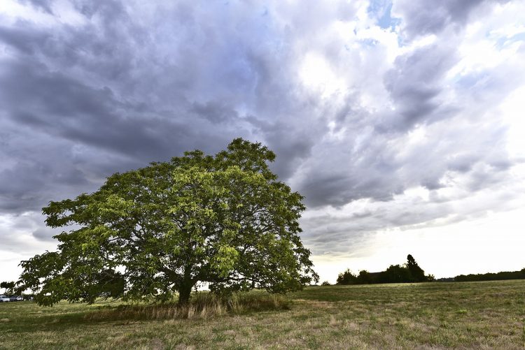 Arbre Saisons Journée Météo Nuit d'été Hiver Printemps Neige Givre