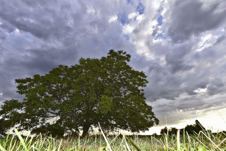 Arbre Saisons Journée Météo Nuit d'été Hiver Printemps Neige Givre