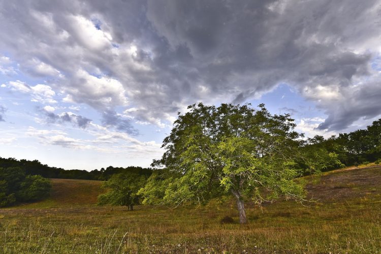 Arbre Saisons Journée Météo Nuit d'été Hiver Printemps Neige Givre