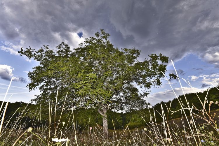 Arbre Saisons Journée Météo Nuit d'été Hiver Printemps Neige Givre