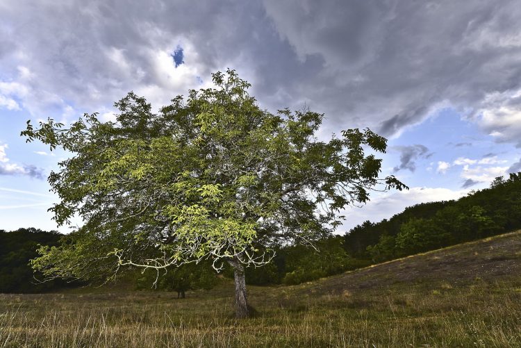 Arbre Saisons Journée Météo Nuit d'été Hiver Printemps Neige Givre