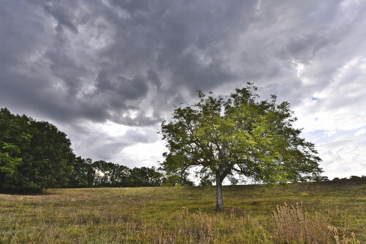 Arbre Saisons Journée Météo Nuit d'été Hiver Printemps Neige Givre