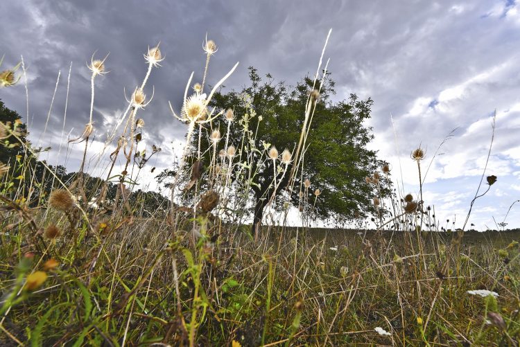 Arbre Saisons Journée Météo Nuit d'été Hiver Printemps Neige Givre