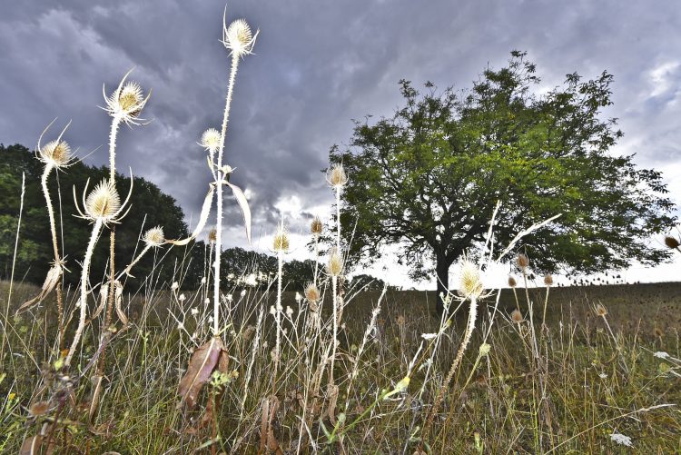 Arbre Saisons Journée Météo Nuit d'été Hiver Printemps Neige Givre