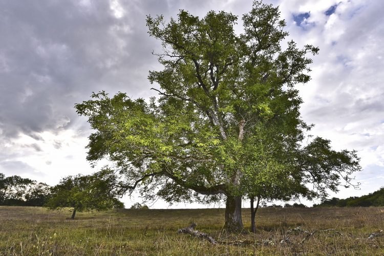 Arbre Saisons Journée Météo Nuit d'été Hiver Printemps Neige Givre