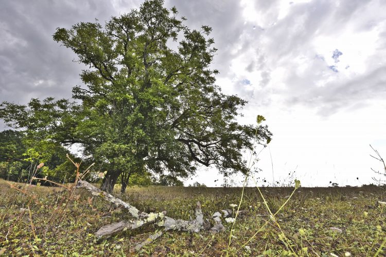 Arbre Saisons Journée Météo Nuit d'été Hiver Printemps Neige Givre