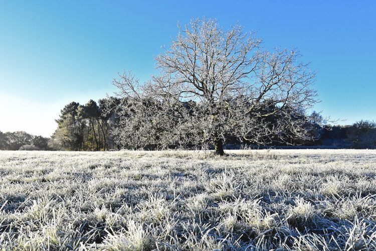 Arbre Saisons Journée Météo Nuit d'été Hiver Printemps Neige Givre