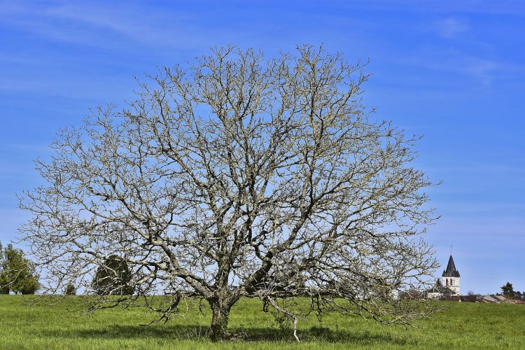 Arbre Saisons Journée Météo Nuit d'été Hiver Printemps Neige Givre