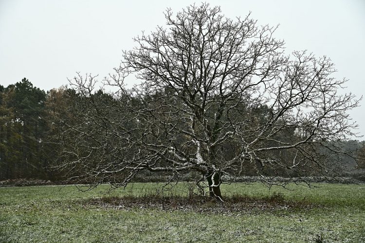 Arbre Saisons Journée Météo Nuit d'été Hiver Printemps Neige Givre