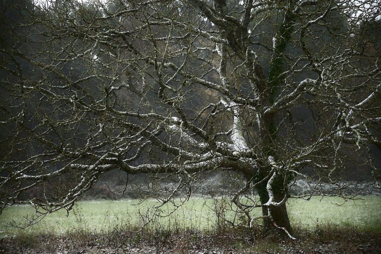 Arbre Saisons Journée Météo Nuit d'été Hiver Printemps Neige Givre