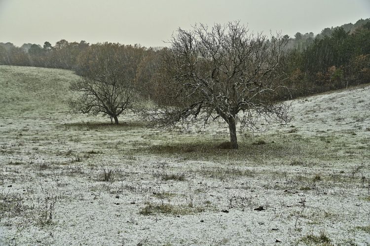 Arbre Saisons Journée Météo Nuit d'été Hiver Printemps Neige Givre