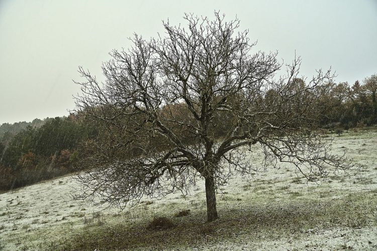 Arbre Saisons Journée Météo Nuit d'été Hiver Printemps Neige Givre