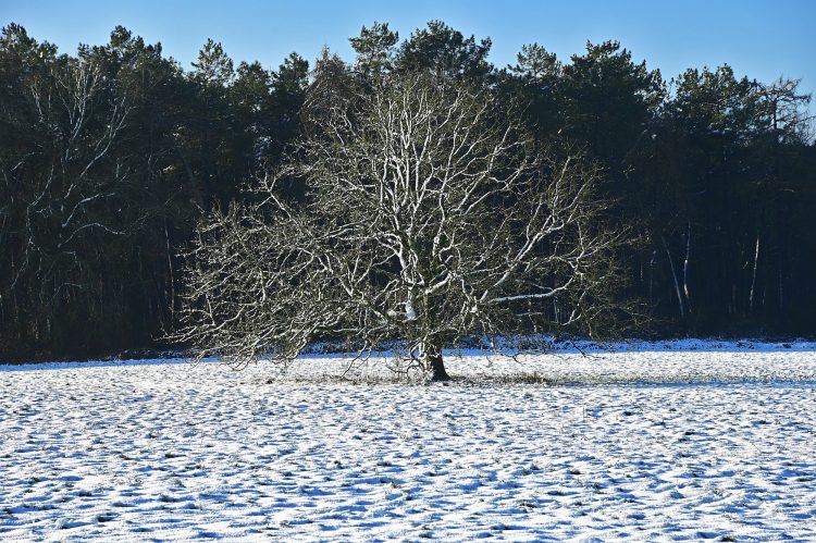 Arbre Saisons Journée Météo Nuit d'été Hiver Printemps Neige Givre